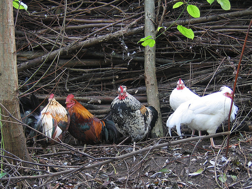 Chickens