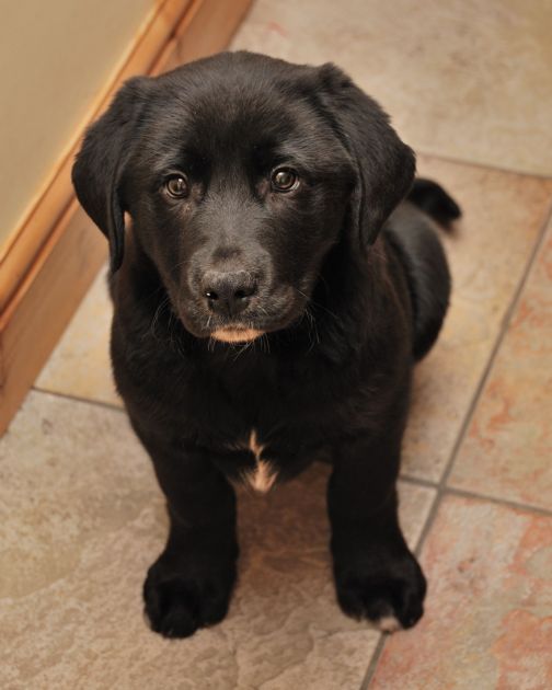 Milo, small