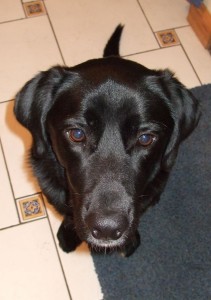 milo forlorn milo forlorn