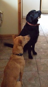nellie and milo day 1