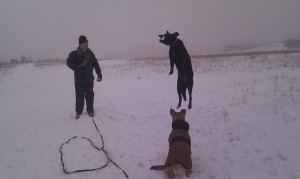 milo leaping for snowball