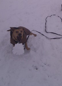 nellie chasing snowball