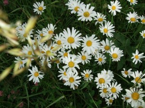 Oxeye daisy illustration for poem about chalk meadow