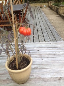 Home grown tomato, red at last!