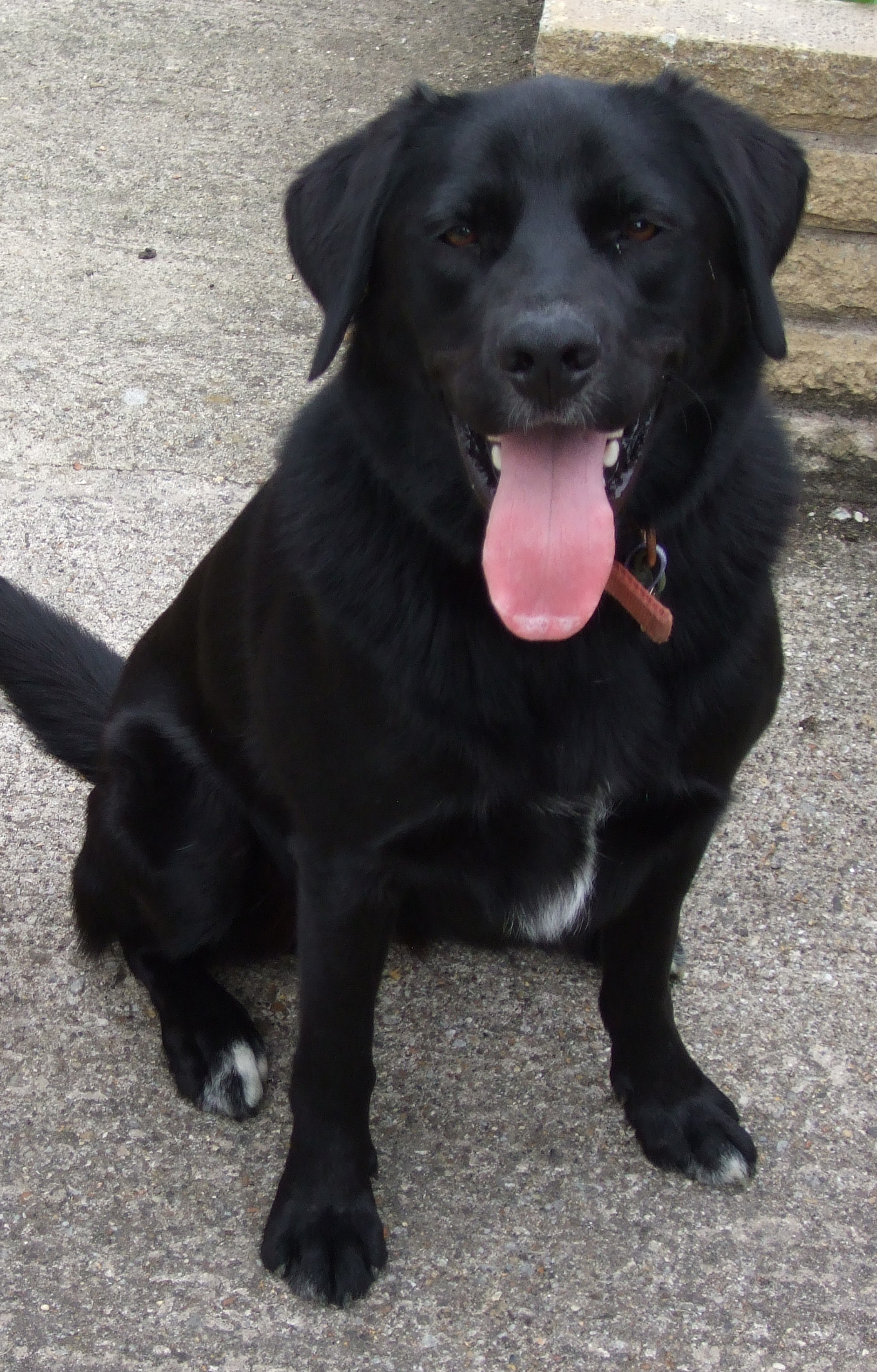 Dog needs walking however busy one is