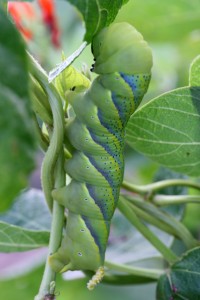 Acherontia_atropos_larva_1