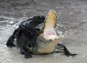 A captive American alligator in a defensive position. Note that the palatal valve is closed. 2004, Niels Elgaard Larsen